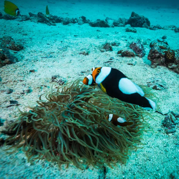 underwater shot on ocean floor