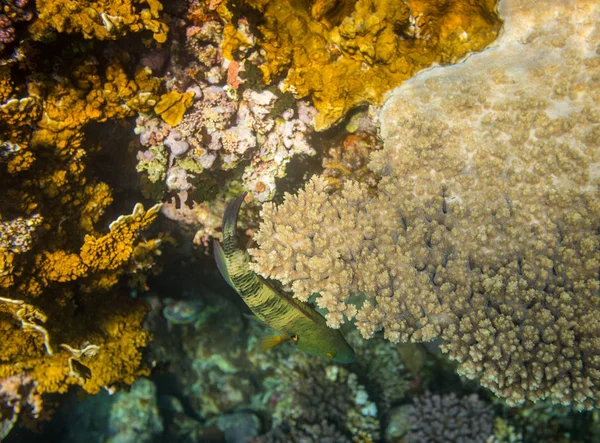 Onderwater Uitzicht Prachtig Koraalrif Rode Zee Sharm Sheikh Egypte — Stockfoto