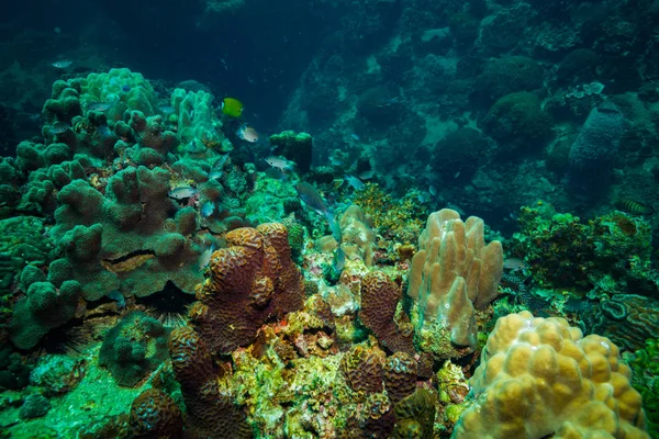 Magnifique Récif Corallien Près Île Koh Tao Thaïlande — Photo