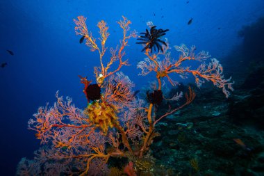 Bali, Endonezya mercan bahçe güzel sualtı görünümü