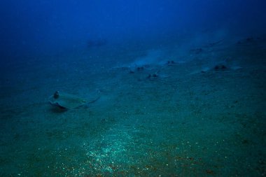 Bali Adası yakınlarında Mavi benekli stingray