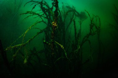 Ukrayna nehrin dibini doğası