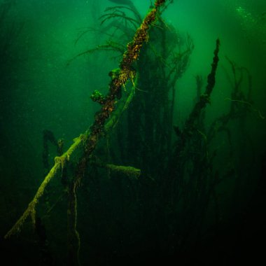 Ukrayna nehrin dibini doğası