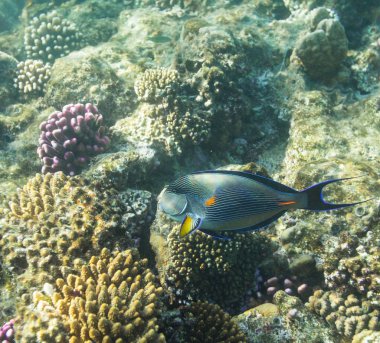 Sohal surgeonfish sualtı görünümü güzel resifin tepesi Kızıldeniz '