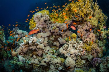 Sharm El-Sheikh, Mısır'daki güzel şeffaf deniz sualtı görünümü