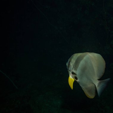 güzel Batfish mercan Koh Tao, Tayland tarihinde