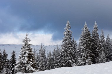 Ukrayna Karpatlar dağlar karla kaplı güzel kış manzarası