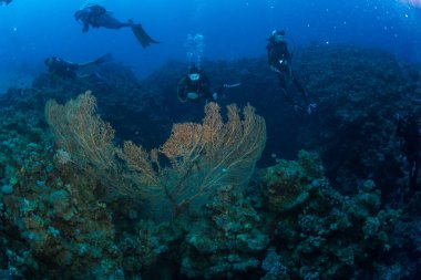 Sualtı atışı ve deniz zemini
