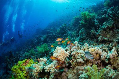 Dalgıçlar Kızıldeniz reaf üzerinde