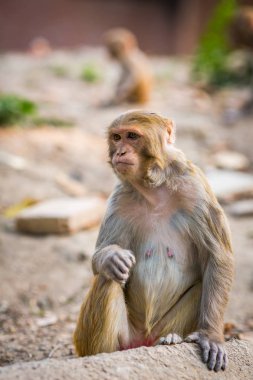 Maymun bir tapınak Kathmandu