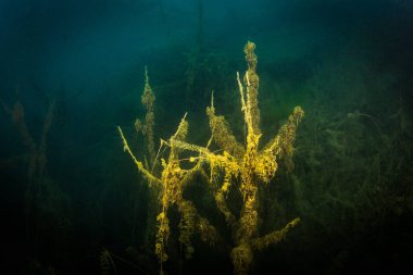 Ukrayna nehrin dibini doğası