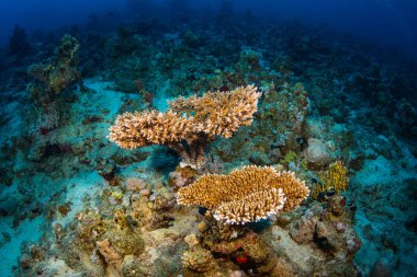 Sharm El-Sheikh, Mısır'daki güzel şeffaf deniz sualtı görünümü