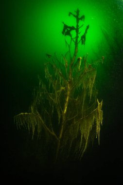 Ukrayna nehrin dibini doğası