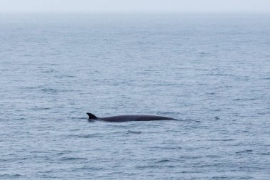 deniz manzarası ve hayvanların gündüz görünümü 
