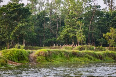 Doğal görünümü güzel manzara ile flora ve fauna Chitwan, Nepal 