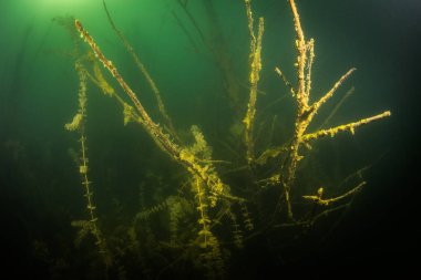 Ukrayna nehrin dibini doğası