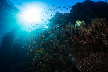 Kızıldeniz, Sharm El Sheikh, Mısır'daki güzel mercan Bahçe