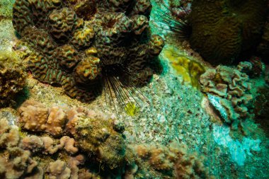 Koh Tao Island, Tayland yakınındaki güzel mercan