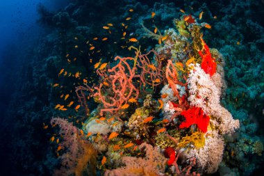 Kızıldeniz, Sharm El Sheikh, Mısır'daki güzel mercan Bahçe