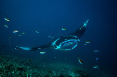 Manta ray üzerinde Temizleme İstasyonu Komodo Ulusal Parkı içinde