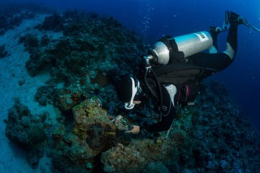 dalgıç sualtı görünümünü Red sea, Mısır resif üzerinde