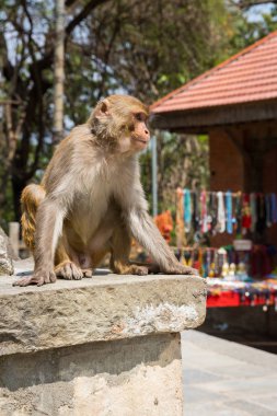 Maymun Swayambhunath tapınağın içinde Katmandu karmaşık