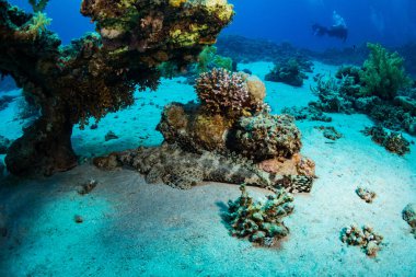 Dokunaçlı flathead Kızıldeniz, Sharm El Sheikh, Mısır'daki mercan resif üzerinde