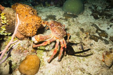 okyanus flora ve fauna Bali, Endonezya sualtı çekimi