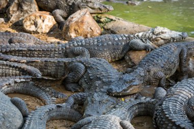 Timsahlar Hint rezerv