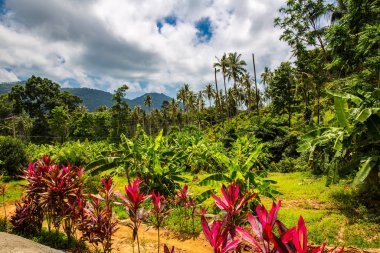 bahar, Tayland Koh Samui yeşil orman