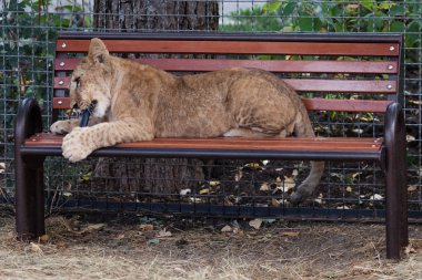 Genç komik aslan Hayvanat Bahçesi