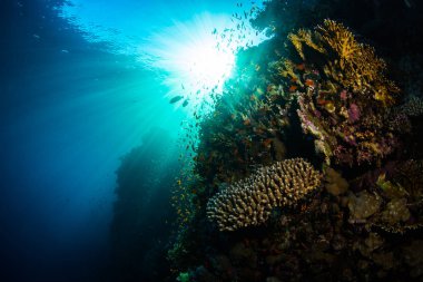Kızıldeniz, Sharm El Sheikh, Mısır'daki güzel mercan Bahçe
