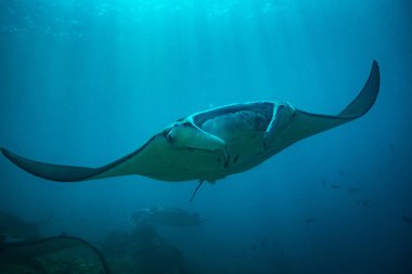 Manta ray üzerinde Temizleme İstasyonu Komodo Ulusal Parkı içinde