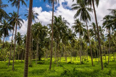bahar, Tayland Koh Samui yeşil orman