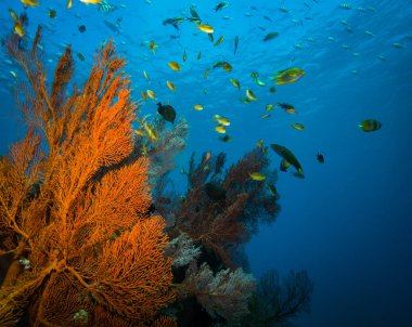 Bali, Endonezya mercan bahçe güzel sualtı görünümü