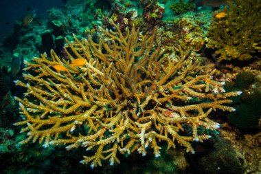 Koh Tao Island, Tayland yakınındaki güzel mercan