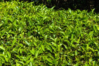 yeşil güzel çay plantasyon içinde Hindistan, il Kerala