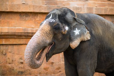 Hint Tapınağı fil. Tamil Nadu