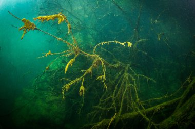 Ukrayna nehrin dibini doğası
