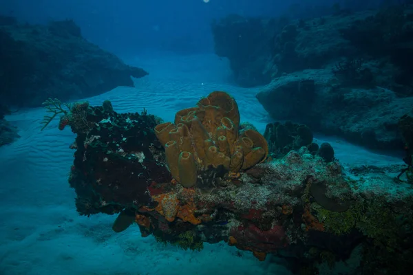 Podvodní Natáčení Oceánu Flóry Fauny Bali Indonésie — Stock fotografie