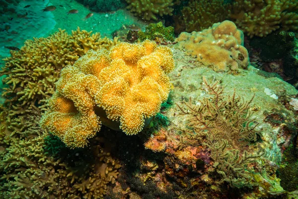 Koh Tao Island, Tayland yakınındaki güzel mercan