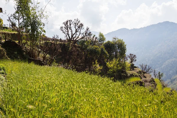güzel yeşil teraslı pirinç tarlaları Nepal