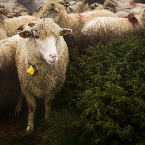 Manada Ovelhas Pasto Nas Montanhas — Fotografia de Stock