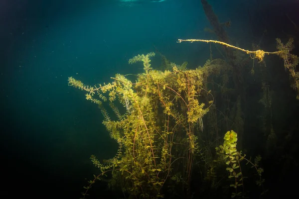 Natura Del Fondo Del Fiume Ucraino — Foto Stock