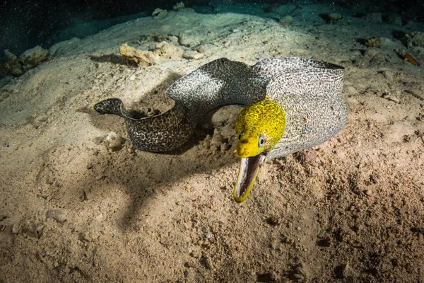 Vue Sous Marine Moray Sur Récif Corallien Nuit — Photo