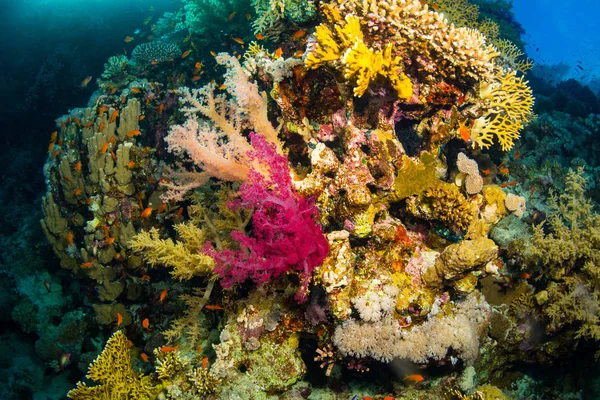 Kızıldeniz, Sharm El Sheikh, Mısır'daki güzel mercan Bahçe