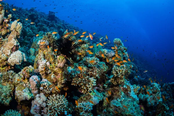 Tropikal balıklar Kızıldeniz, Sharm El Sheikh, Mısır'daki mercan kayalığı arka plan üzerinde