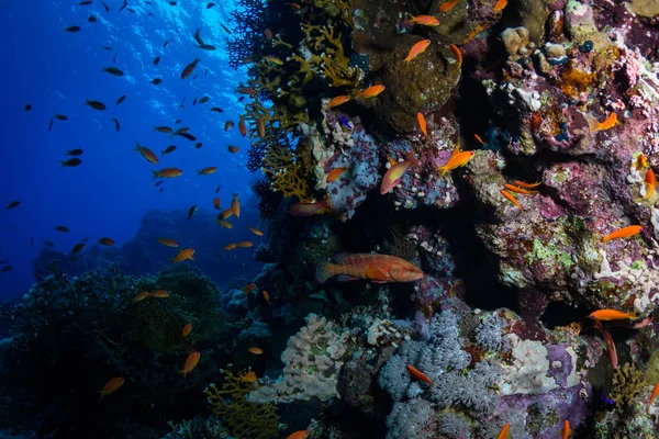 エジプトの紅海のサンゴ礁に赤いアオハタ — ストック写真
