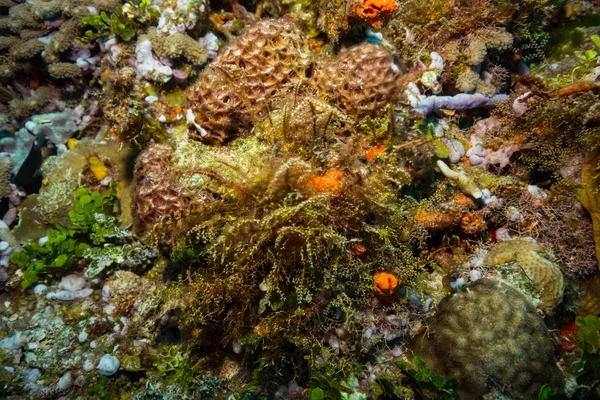 Υποβρύχια Σουτ Του Ωκεανού Χλωρίδας Και Πανίδας Στο Μπαλί Ινδονησία — Φωτογραφία Αρχείου