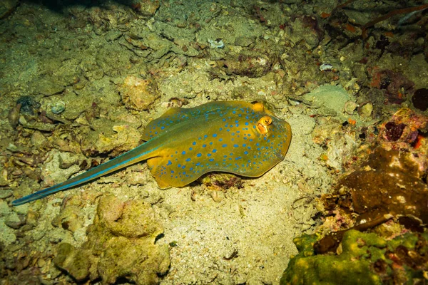 Bonito Azul Manchado Arraia Perto Koh Tao Ilha Tailândia — Fotografia de Stock